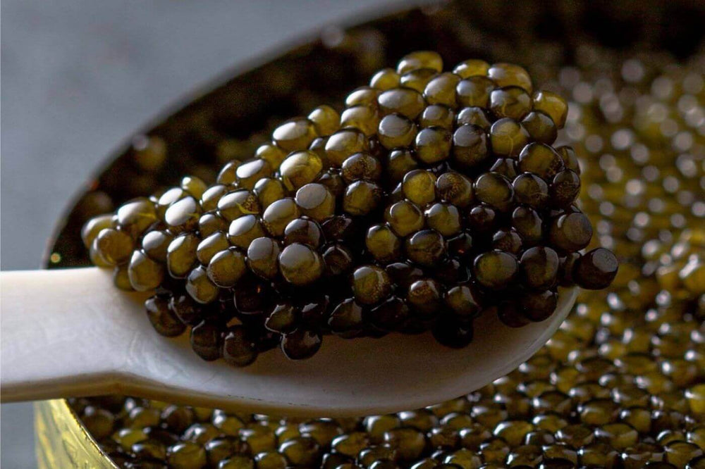 Caviar Kaluga (캐비어 KALUGA) - Main Image